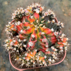 五彩牡丹锦仙人球鸾凤玉室内花卉盆栽防辐射绿植仙人掌科多肉植物