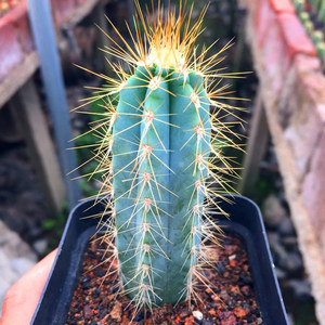 实生蓝柱 龙神木仙人柱 开花仙人球室内吸甲醛多肉植物盆栽仙人掌