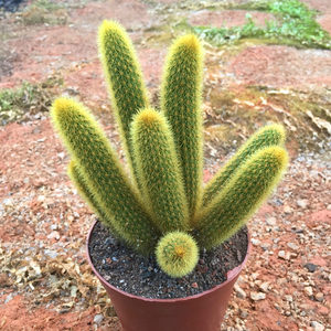 多肉植物黄金钮黄金条分叉造型仙人指开花仙人球防辐射仙人掌盆栽