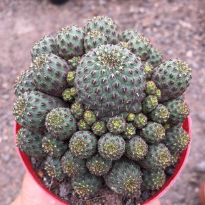 青蛙王子仙人球盆栽紫丽丸属仙人球群生多头多肉植物防辐射粉红花