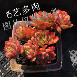 6艺多肉植物群生红化妆盆栽多头网红色系懒人耐寒绿植 满19元包邮