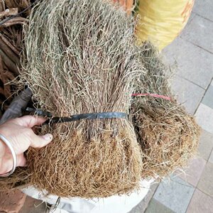 野生中药材金丝草  笔仔草  猫仔草 马鞍草500克包邮