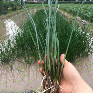 广西马蹄荸荠苗