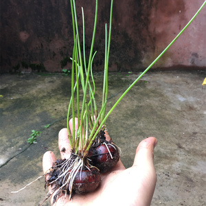 【20颗苗】广西桂林荔浦马蹄苗荸荠种植苗种子脆甜无渣水果高产