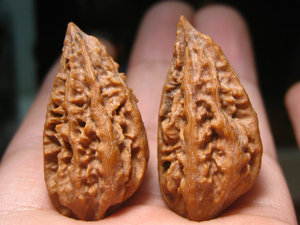 包邮文玩核桃东北野生楸子精品异形秋子小辣椒异型单边一道筋390