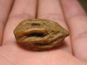 东杰2525淘宝2014年东北野生秋子,核桃,异形,异型小核桃脖挂,尺寸