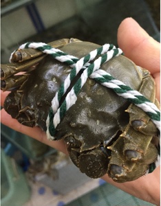【蟹香源】鲜活大闸蟹10只云南昆明同城送货地州发顺丰