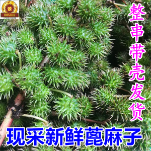 901人付款淘宝新鲜全红蓖麻苗 红麻牛蓖草麻 八麻子籽山区红蓖麻20