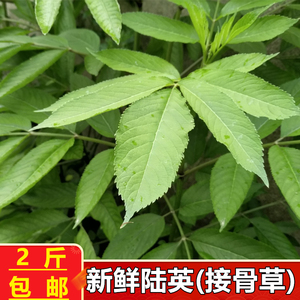 正宗新鲜接骨草2斤包邮 陆英全草八棱麻杆叶根煎汤外敷草本接骨木
