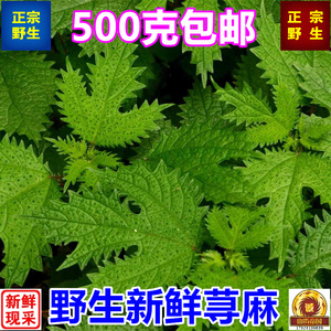 新鲜荨麻草白活麻蜇人草荨麻根500g包邮四川青活麻叶根茎苗中药材