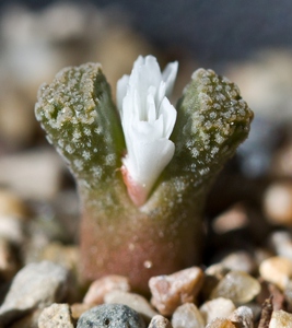 肉锥 火柴头  多年群生成株 cop282 recontum booster