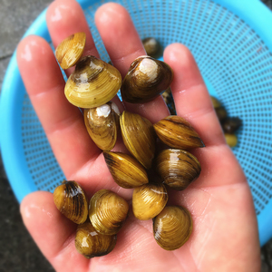 22新品溪蚬水你小河蚌河蚬活迷淡水冷g水野生宠物小型体族除藻观