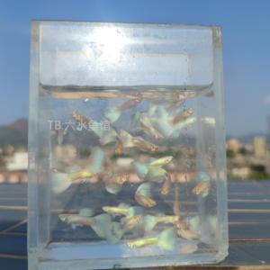 天空蓝孔雀鱼孕母小型热带鱼凤尾鱼精品纯种淡水好养耐活观赏鱼