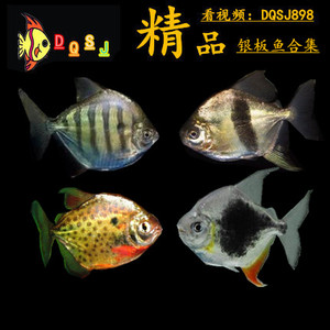 虎纹银板 黑桃a 红玫瑰银板 高身银板 粗线银板观赏鱼活体热带鱼