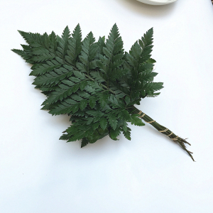 新鲜杨子叶 羊齿叶 芒叶 高山羊齿 西餐糕点摆盘装饰花草点缀一束图片