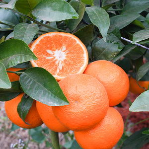 801人付款天猫广西皇帝柑10斤中大果新鲜水果青皮沃柑橘蜜桔应当季现