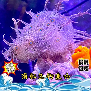 食藻海猪 活体蓝点  海水鱼缸吃低等藻红泥食藻海缸海兔快递包活
