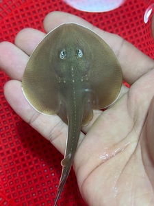 小鳐鱼魔鬼鱼小团扇鳐海水鱼缸观赏珊瑚奶嘴小丑混养