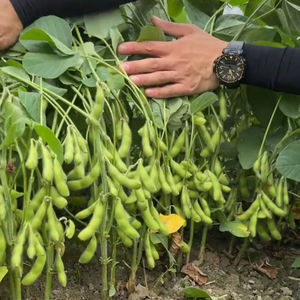 四季特早熟45天毛豆种子高产菜用大豆黄豆荚四季大粒农村蔬菜改良