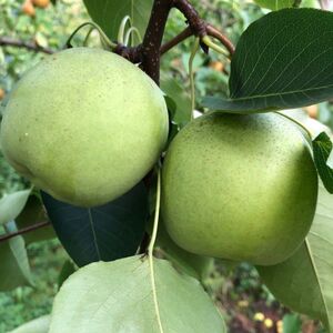 四季青花梨树苗嫁接梨苗果树苗梨子树苗早熟梨南北方梨树苗当改良