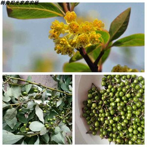 黄花山胡椒 腊梅柴花 浓香滑叶树 胡香山姜子居家盆景 木姜子花