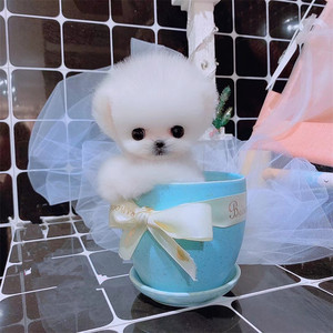 可爱纯种白色黄色博美幼犬活体哈多利球形犬茶杯小型犬宠物狗家庭