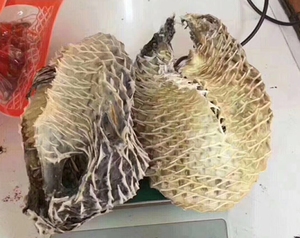 包邮 深海大号海刺猬刺龟皮刺豚皮 刺龟鱼皮海胆皮海产干货500克