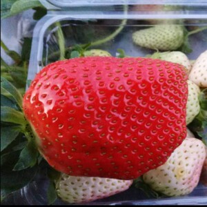 山点水珍丰草莓苗苹果大 盆栽草莓苗脱毒苗阳台室内种植果树苗