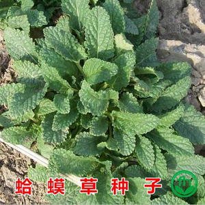 蛤蟆草种子中药草种籽可晒干泡茶对咳嗽蟾蜍草种籽野菜药膳蔬菜种