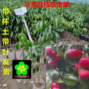 冰荔荔枝嫁接苗 a4无核 妃子笑 蜜丁香 仙进奉  桂味荔枝苗 带土