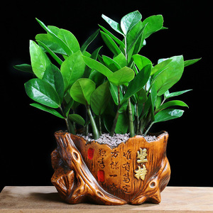 水养金钱树水培