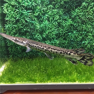 长嘴鱼福鄂鱼热带观赏宠物鱼淡水鱼罕见稀有鱼古代鱼