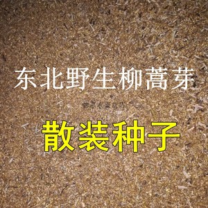 野生柳蒿芽种子100粒 东北多年生草植物农家山野菜白水蒿种籽包邮