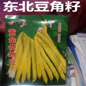 红星黄金条地豆种子 东北不爬蔓早豆角籽 金黄色圆咕噜滚无筋无柴