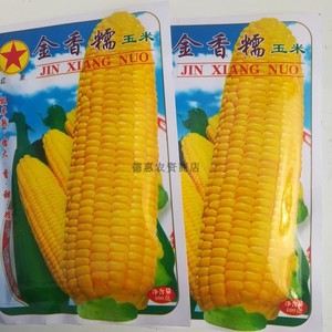 东北粘苞米种子 红星金香糯玉米籽极早熟香甜黏嫩 吉林夏季老品种