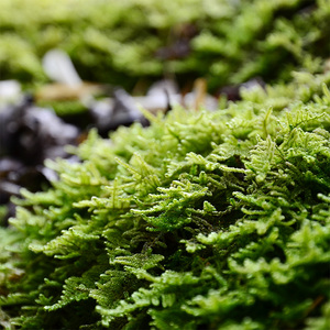 鲜活大灰藓青苔苔藓植物干苔藓兰花石斛盆景铺面吸水石