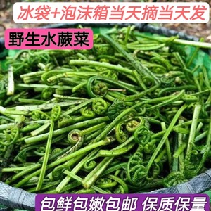 江西吉安安福特产蕨菜 水蕨菜龙爪菜新鲜野菜拳头菜现摘现发包邮