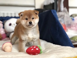 豆柴纯种柴犬幼犬日本柴犬活体 赛级小豆柴 有血统证书小体狗狗