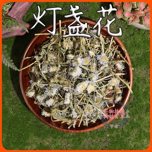 灯盏花中药材灯盏草灯盏细辛灯盏草可磨粉冬菊双葵花灯盏花茶