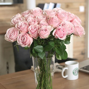 阳台浓香玫瑰花苗粉红雪山粉红色玫瑰盆栽大花香水型观花花卉绿植