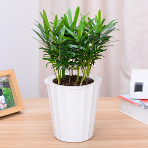 办公室花卉罗汉松