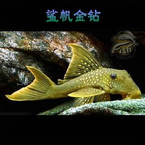 南美野生异型金钻紫钻蓝丝绒黄翅黄珍珠皇后雪球老鼠斑异型鱼活体