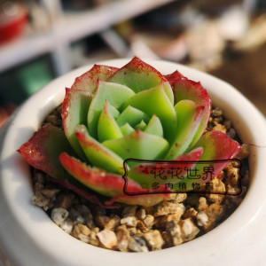 花花世界多肉 翡翠塔梅里格 小贵货多肉植物 梅丽阁大棚实拍