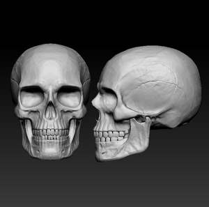 骷髅三维立体图圆雕图stl文件头骨骷髅头雕刻机图纸3d模型951