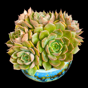 【紫月影多肉】紫月影多肉品牌,价格 - 阿里巴巴