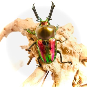 【独角仙成虫彩虹】独角仙成虫彩虹品牌,价格 - 阿里巴巴