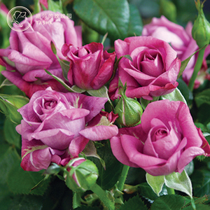 塔莎的玫瑰园 永远系列无限系列2加仑 阳台月季四季开花盆栽花苗