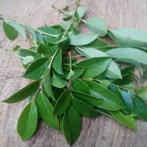 新鲜野生乌米饭树叶 高山南烛叶乌饭草黑米饭原料,带树枝杆子1斤