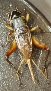 正宗北京油葫芦冰糖紫缎子青活体鸣虫黑虫新脱低温冷蜕底板足保叫