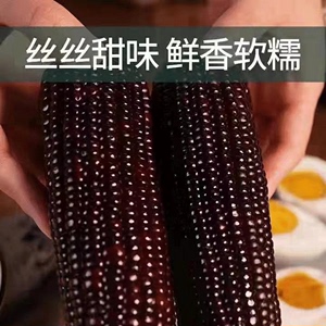 紫糯玉米种子 中国农业科学院监制 大田紫色高产彩糯粘玉米种籽孑